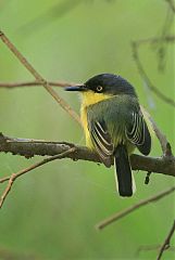 Common Tody-Flycatcher